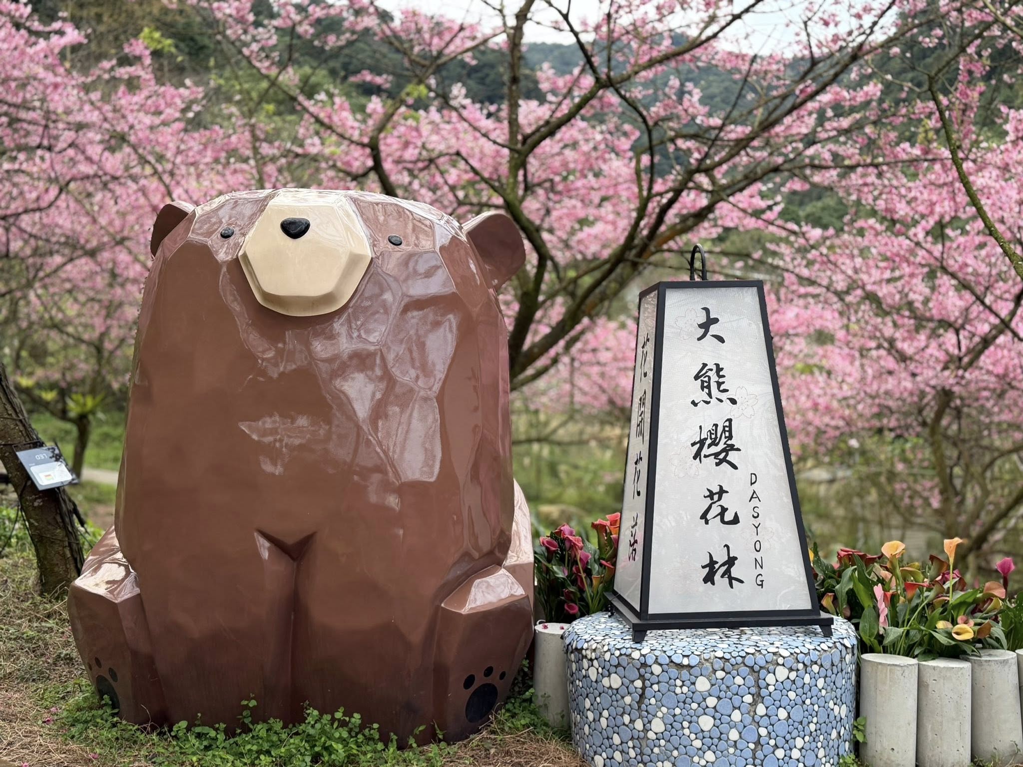 新北【三峽大熊櫻花林】2026最新賞櫻資訊&門票&停車,五甲地浪漫櫻花林綻放中,順遊三峽老街美食攻略!