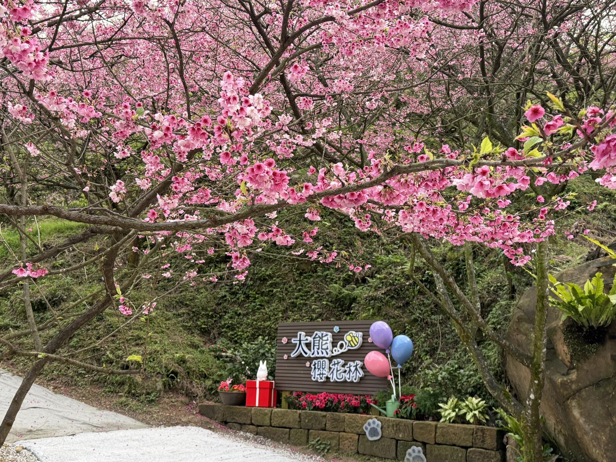 新北【三峽大熊櫻花林】2026最新賞櫻資訊&門票&停車,五甲地浪漫櫻花林綻放中,順遊三峽老街美食攻略!