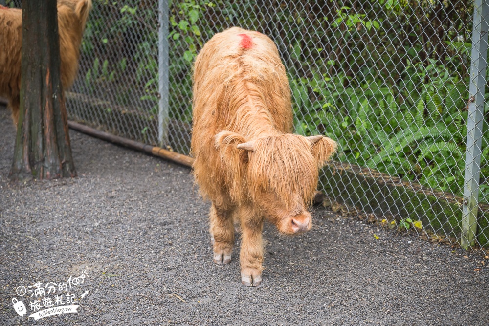 【樹懶餐廳】原張美阿嬤農場2.0版.根本是三星鄉迷你動物園,最新萌寵高地牛登場.還能近距離與樹懶互動超特別！
