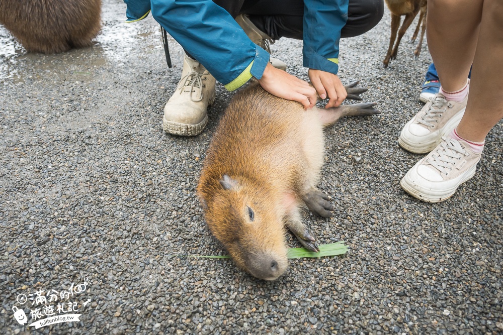 【樹懶餐廳】原張美阿嬤農場2.0版.根本是三星鄉迷你動物園,最新萌寵高地牛登場.還能近距離與樹懶互動超特別！