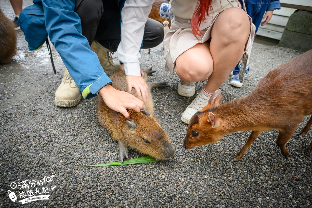 【樹懶餐廳】原張美阿嬤農場2.0版.根本是三星鄉迷你動物園,最新萌寵高地牛登場.還能近距離與樹懶互動超特別！