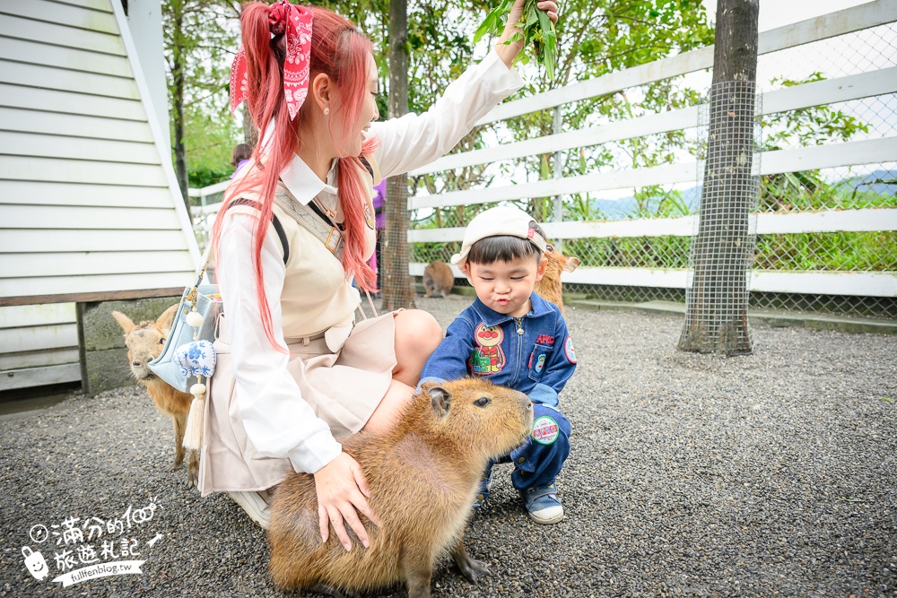 【樹懶餐廳】原張美阿嬤農場2.0版.根本是三星鄉迷你動物園,最新萌寵高地牛登場.還能近距離與樹懶互動超特別！