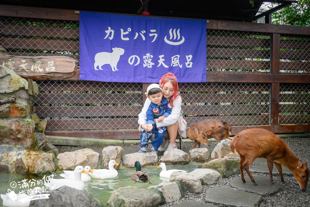 【樹懶餐廳】原張美阿嬤農場2.0版.根本是三星鄉迷你動物園,最新萌寵高地牛登場.還能近距離與樹懶互動超特別！