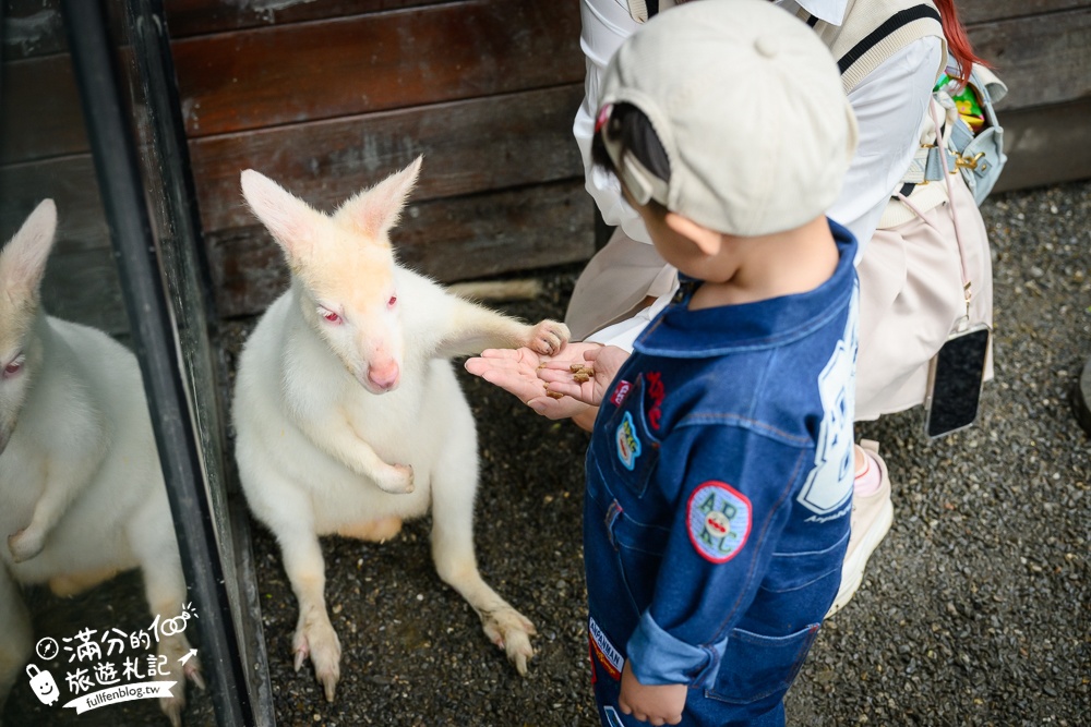 【樹懶餐廳】原張美阿嬤農場2.0版.根本是三星鄉迷你動物園,最新萌寵高地牛登場.還能近距離與樹懶互動超特別！