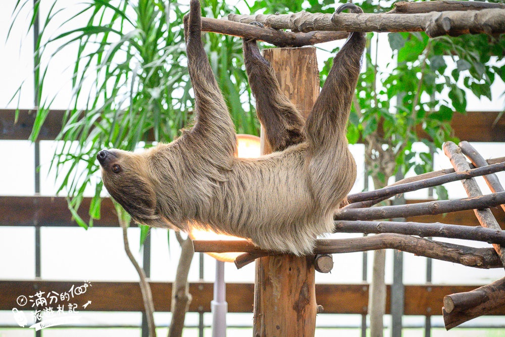 【樹懶餐廳】原張美阿嬤農場2.0版.根本是三星鄉迷你動物園,最新萌寵高地牛登場.還能近距離與樹懶互動超特別！