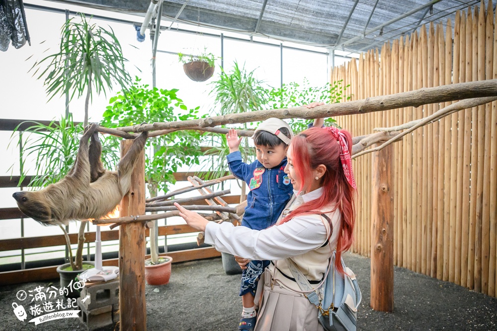 【樹懶餐廳】原張美阿嬤農場2.0版.根本是三星鄉迷你動物園,最新萌寵高地牛登場.還能近距離與樹懶互動超特別！