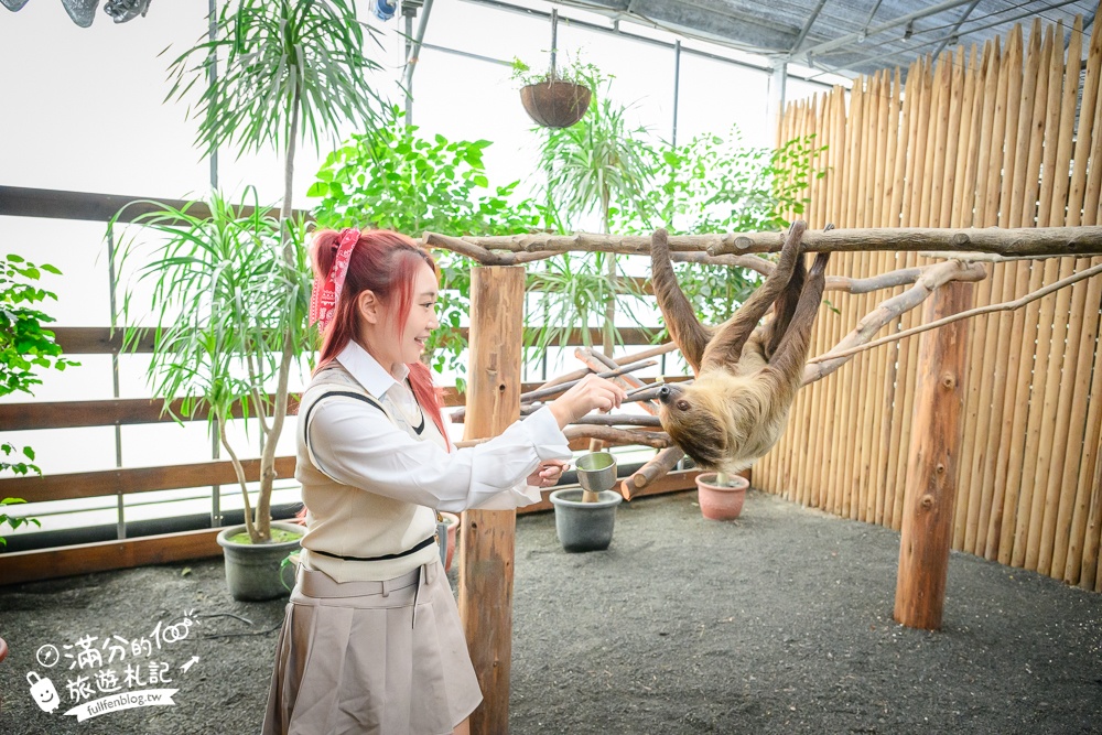 【樹懶餐廳】原張美阿嬤農場2.0版.根本是三星鄉迷你動物園,最新萌寵高地牛登場.還能近距離與樹懶互動超特別！