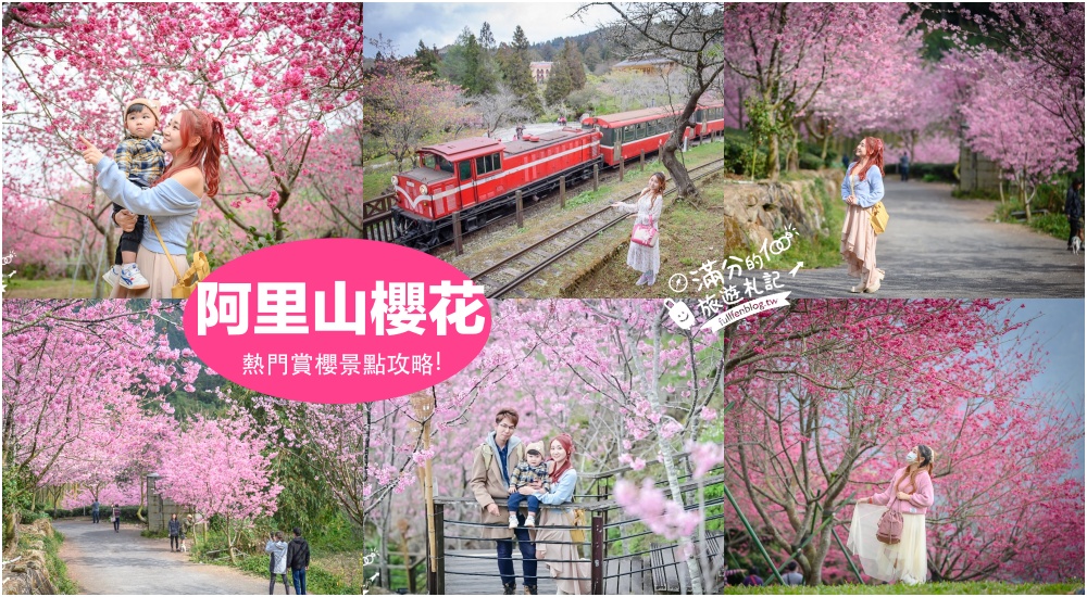 【2025頂石棹櫻之道櫻花】嘉義阿里山賞櫻秘境.頂石棹琉璃光,最美抹茶蛋糕~一次飽覽櫻花.銀河.琉璃光.茶田風光 !