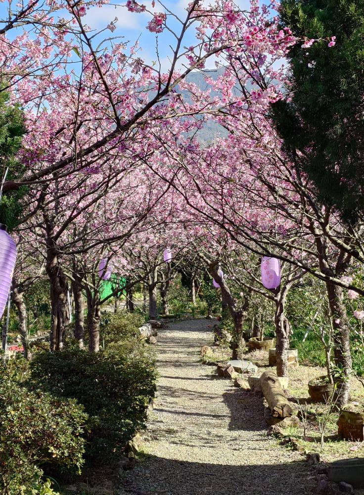 【大埔農場紗帽山櫻花林】2025陽明山小富士櫻最新花況,必拍櫻花隧道搖滾區,賞櫻門票資訊整理!