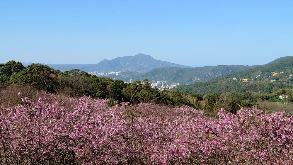 【大埔農場紗帽山櫻花林】2025陽明山小富士櫻最新花況,必拍櫻花隧道搖滾區,賞櫻門票資訊整理!
