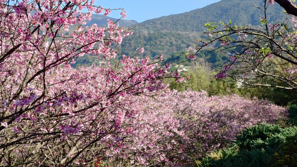 【大埔農場紗帽山櫻花林】2025陽明山小富士櫻最新花況,必拍櫻花隧道搖滾區,賞櫻門票資訊整理!