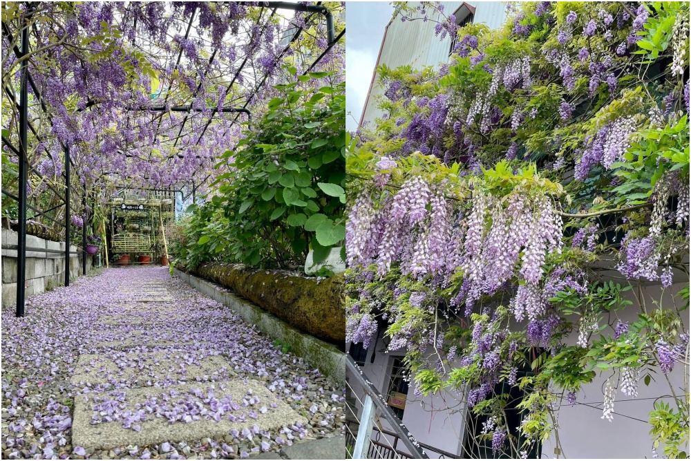 【2025瑞里小公主咖啡】嘉義紫藤花秘境,浪漫紫藤拱門花廊~一秒融化少女心!