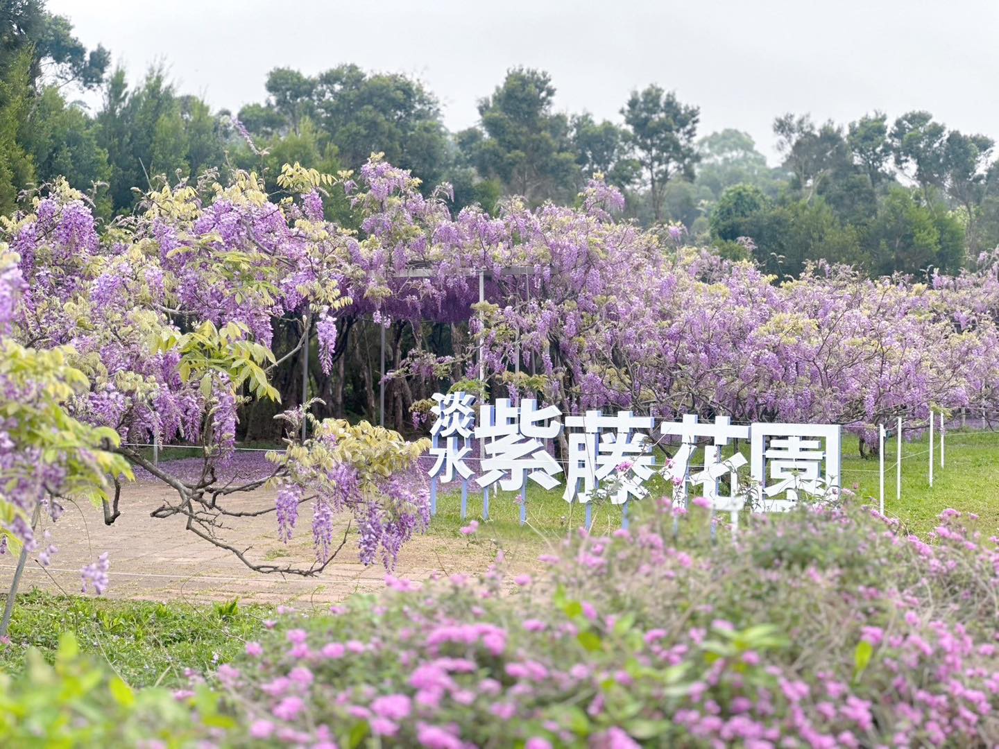 【2025淡水紫藤咖啡館最新入園時間&門票資訊】近天元宮.必拍愛心石.紫藤花隧道~全台最大紫藤花園玩樂攻略！
