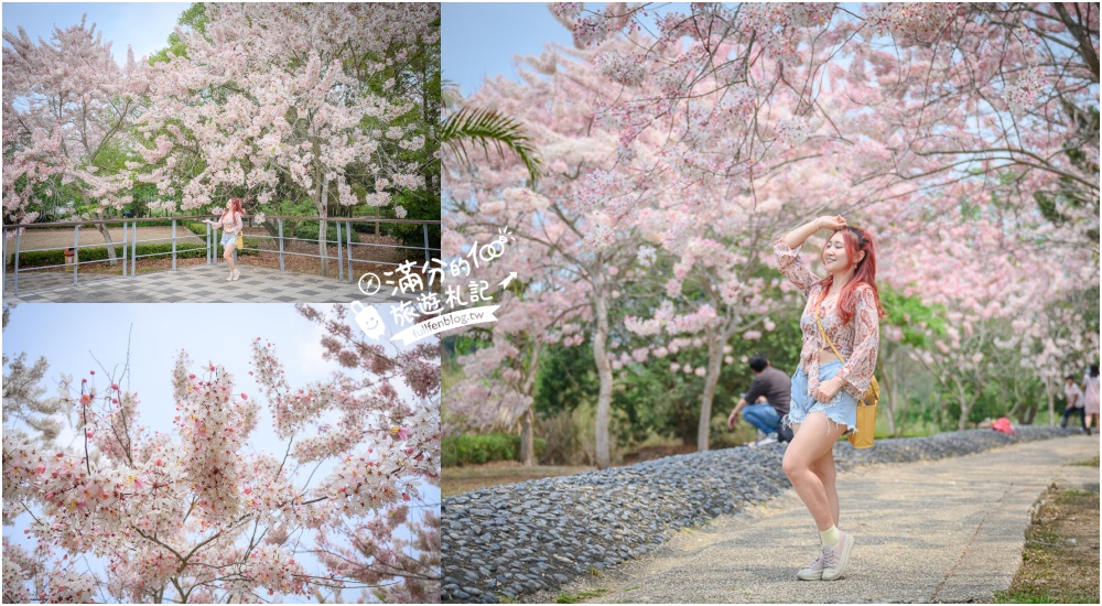 【2025嘉義竹崎公園花旗木】免門票花旗木賞花秘境,夢幻粉紅世界! @滿分的旅遊札記