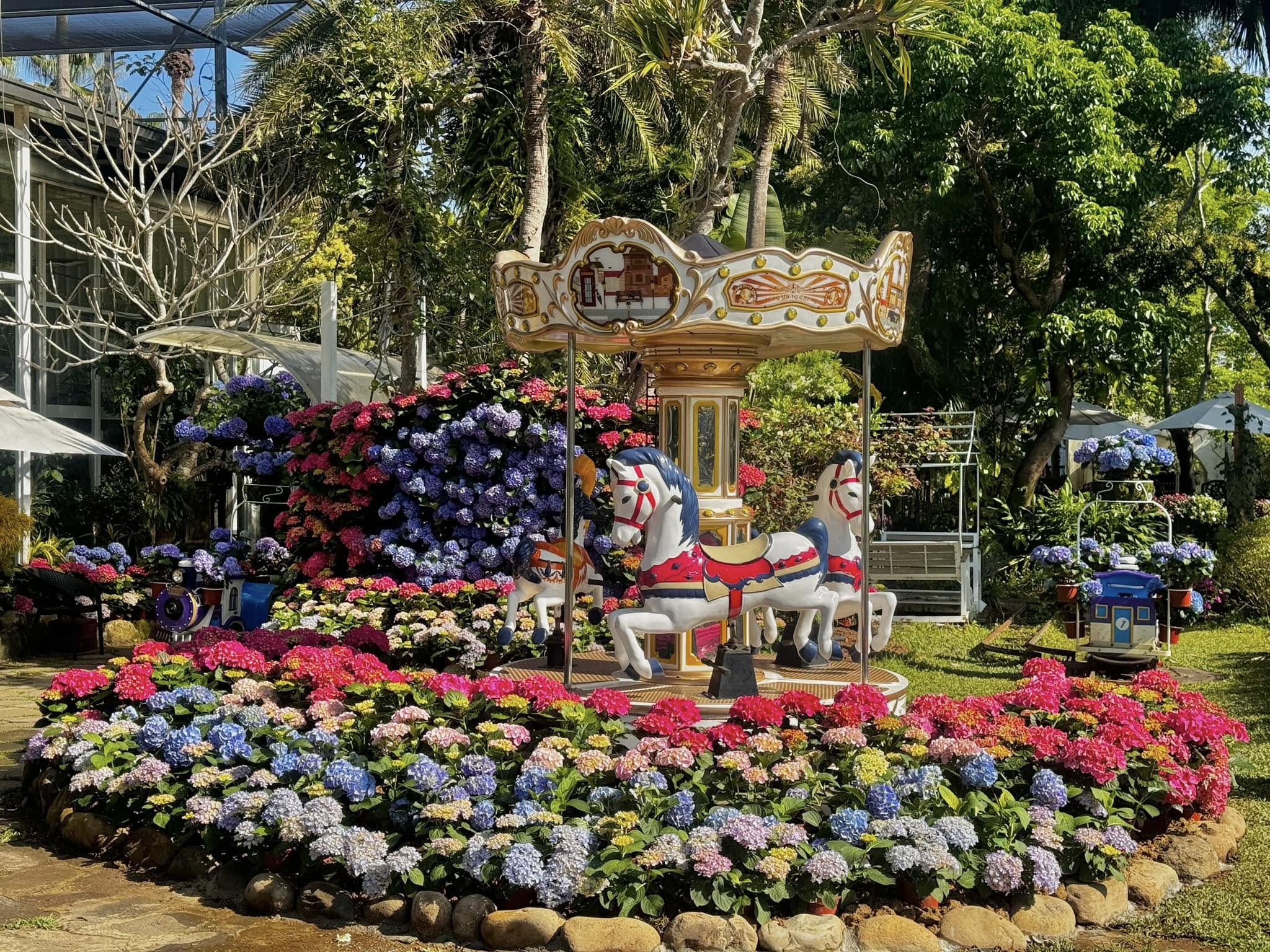 【2025花露農場】最新繡球花火車,苗栗最美雨林部落.繡球花園.波波草海.精油城堡,貓頭鷹樹屋童趣十足!