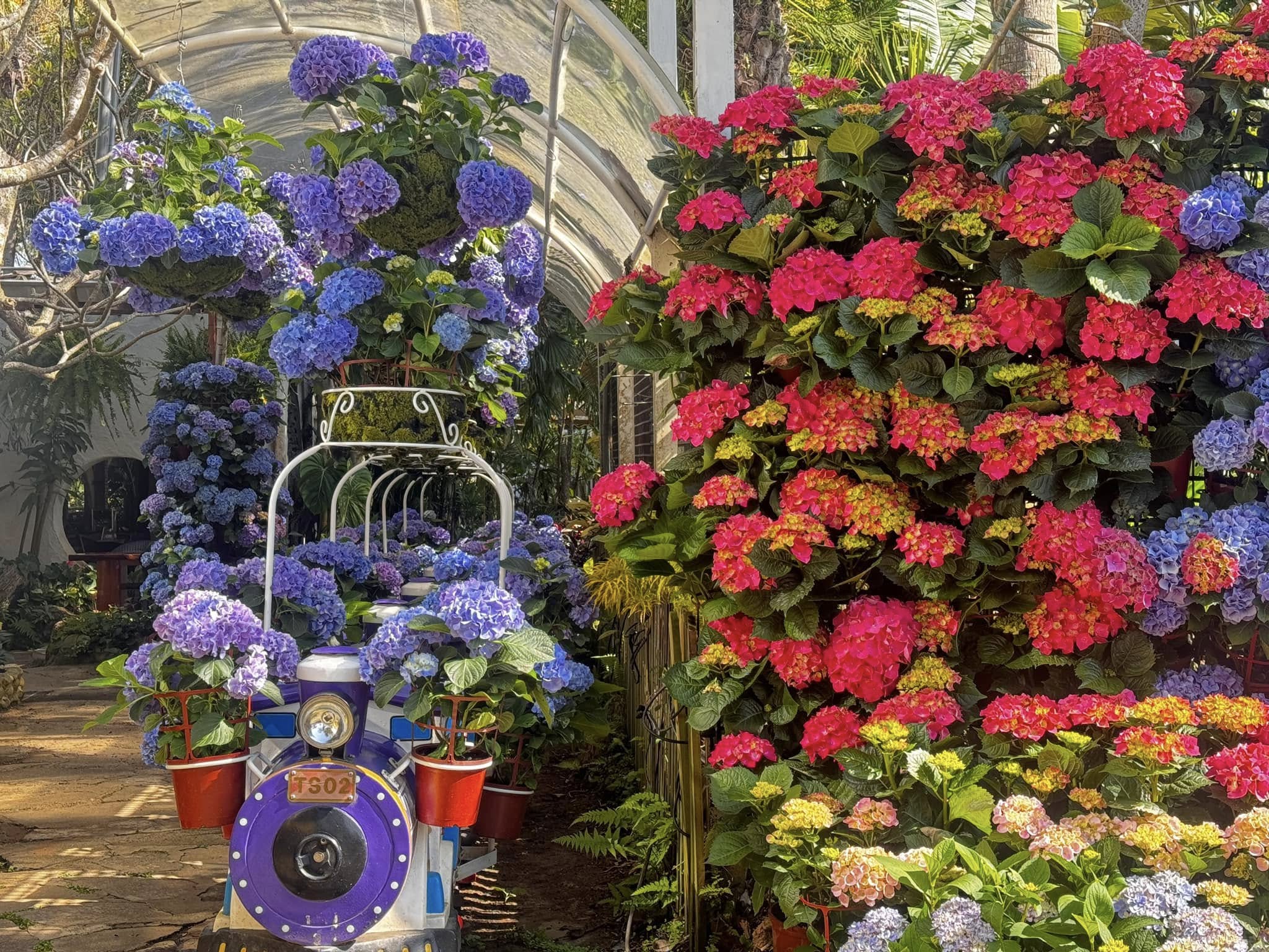 【2025花露農場】最新繡球花火車,苗栗最美雨林部落.繡球花園.波波草海.精油城堡,貓頭鷹樹屋童趣十足!