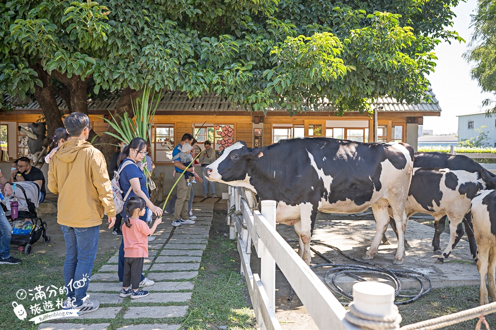 雲林崙背【千巧谷牛樂園牧場】雲林免門票伴手禮景點.搭蒸汽火車.餵牛體驗.古錐萌牛公牛超好拍! 雲林崙背【千巧谷牛樂園牧場】雲林免門票伴手禮景點.搭蒸汽火車.餵牛體驗.古錐萌牛公牛超好拍!