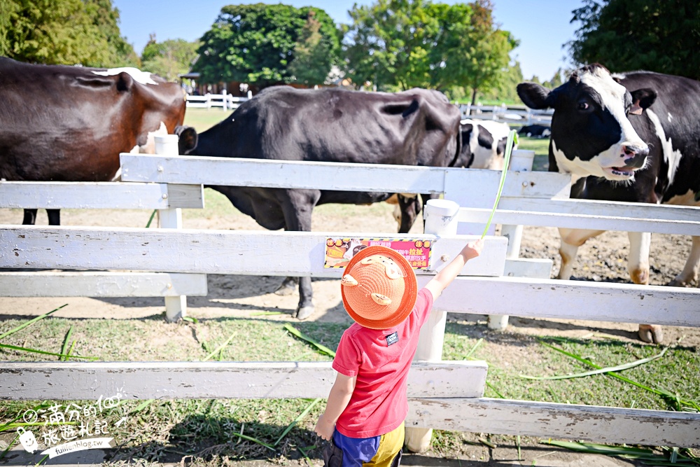 雲林崙背【千巧谷牛樂園牧場】雲林免門票伴手禮景點.搭蒸汽火車.餵牛體驗.古錐萌牛公牛超好拍! 雲林崙背【千巧谷牛樂園牧場】雲林免門票伴手禮景點.搭蒸汽火車.餵牛體驗.古錐萌牛公牛超好拍!