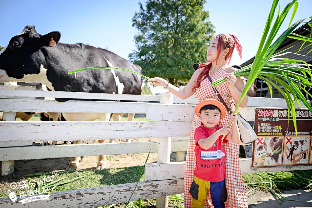 雲林崙背【千巧谷牛樂園牧場】雲林免門票伴手禮景點.搭蒸汽火車.餵牛體驗.古錐萌牛公牛超好拍! 雲林崙背【千巧谷牛樂園牧場】雲林免門票伴手禮景點.搭蒸汽火車.餵牛體驗.古錐萌牛公牛超好拍!