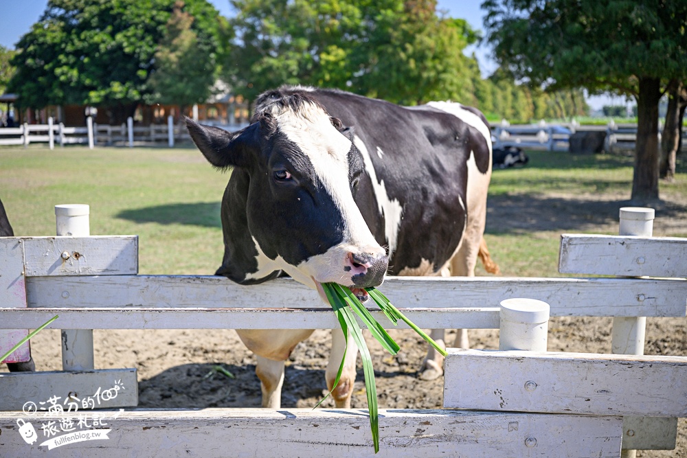 雲林崙背【千巧谷牛樂園牧場】雲林免門票伴手禮景點.搭蒸汽火車.餵牛體驗.古錐萌牛公牛超好拍! 雲林崙背【千巧谷牛樂園牧場】雲林免門票伴手禮景點.搭蒸汽火車.餵牛體驗.古錐萌牛公牛超好拍!