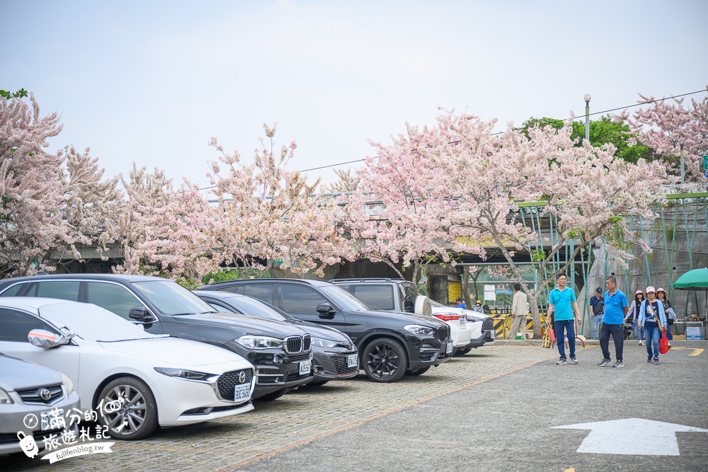 【2025嘉義竹崎公園花旗木】免門票花旗木賞花秘境,夢幻粉紅世界!