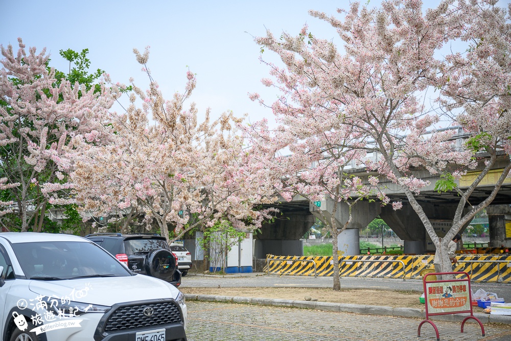 【2025嘉義竹崎公園花旗木】免門票花旗木賞花秘境,夢幻粉紅世界!