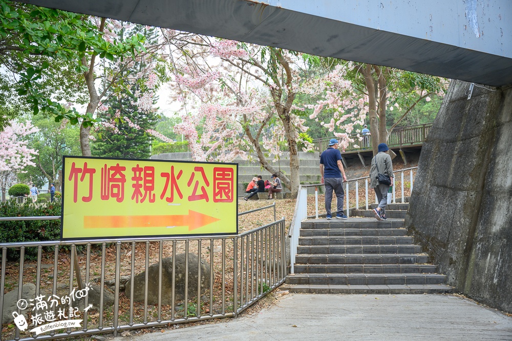 【2025嘉義竹崎公園花旗木】免門票花旗木賞花秘境,夢幻粉紅世界!