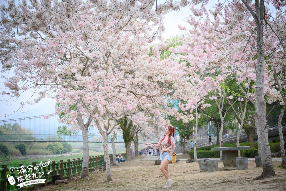 【2025嘉義竹崎公園花旗木】免門票花旗木賞花秘境,夢幻粉紅世界!
