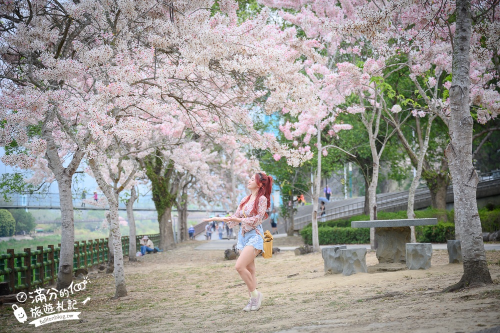 【2025嘉義竹崎公園花旗木】免門票花旗木賞花秘境,夢幻粉紅世界!
