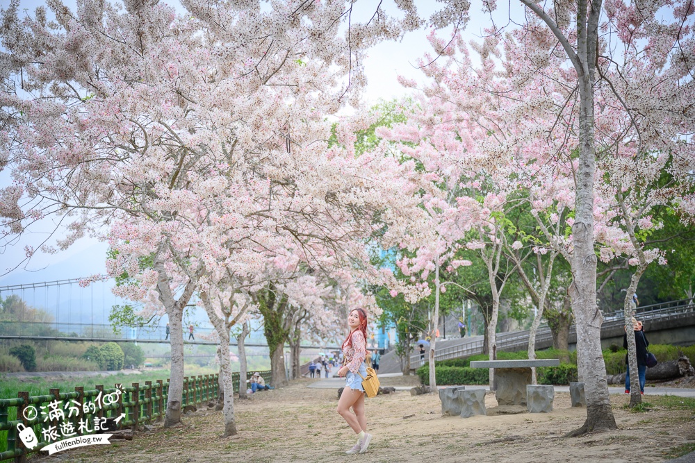 【2025嘉義竹崎公園花旗木】免門票花旗木賞花秘境,夢幻粉紅世界!