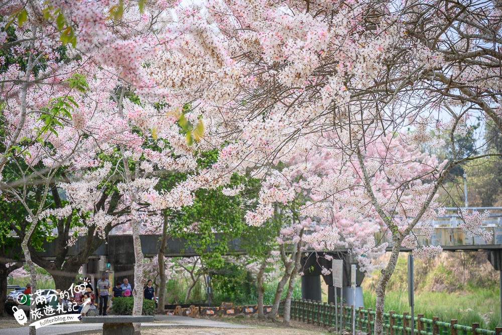 【2025嘉義竹崎公園花旗木】免門票花旗木賞花秘境,夢幻粉紅世界!