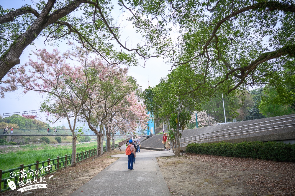 【2025嘉義竹崎公園花旗木】免門票花旗木賞花秘境,夢幻粉紅世界!