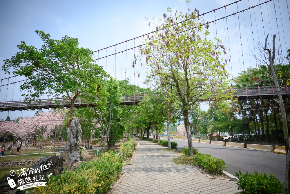 【2025嘉義竹崎公園花旗木】免門票花旗木賞花秘境,夢幻粉紅世界!