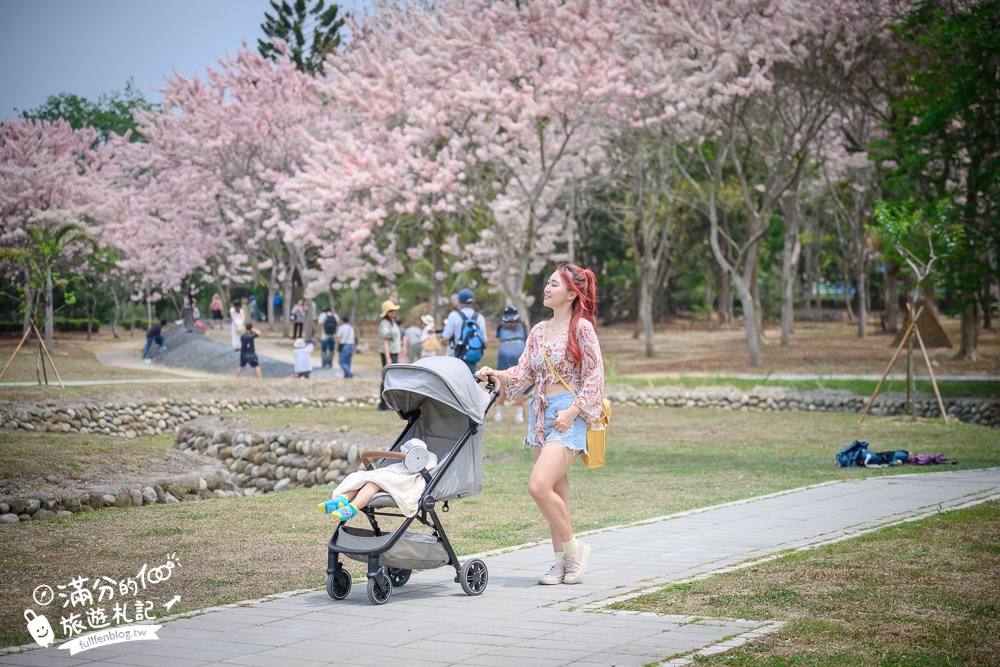 【2025嘉義竹崎公園花旗木】免門票花旗木賞花秘境,夢幻粉紅世界!