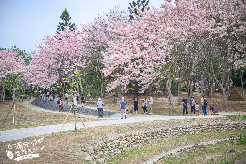 【2025嘉義竹崎公園花旗木】免門票花旗木賞花秘境,夢幻粉紅世界!