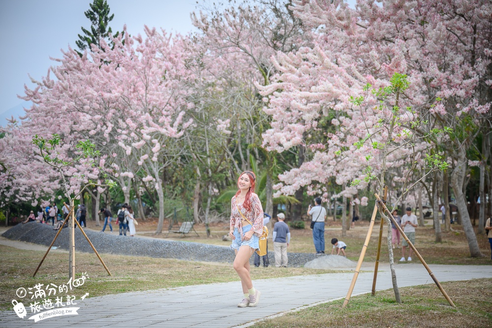 【2025嘉義竹崎公園花旗木】免門票花旗木賞花秘境,夢幻粉紅世界!