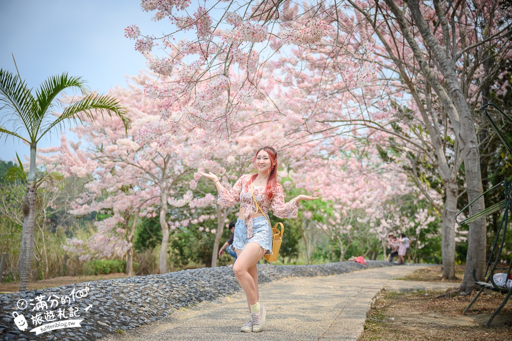 【2025嘉義竹崎公園花旗木】免門票花旗木賞花秘境,夢幻粉紅世界!