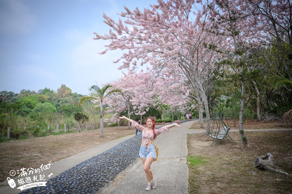 【2025嘉義竹崎公園花旗木】免門票花旗木賞花秘境,夢幻粉紅世界!