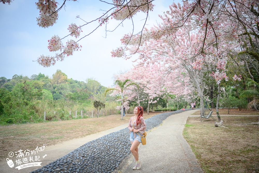 【2025嘉義竹崎公園花旗木】免門票花旗木賞花秘境,夢幻粉紅世界!