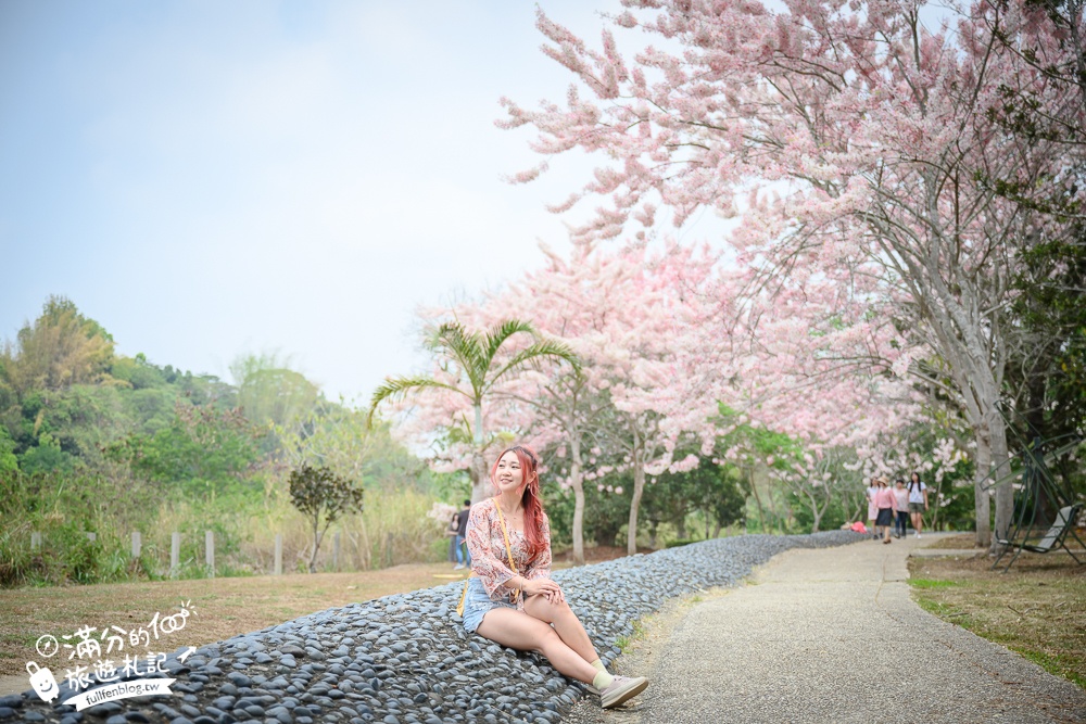 【2025嘉義竹崎公園花旗木】免門票花旗木賞花秘境,夢幻粉紅世界!