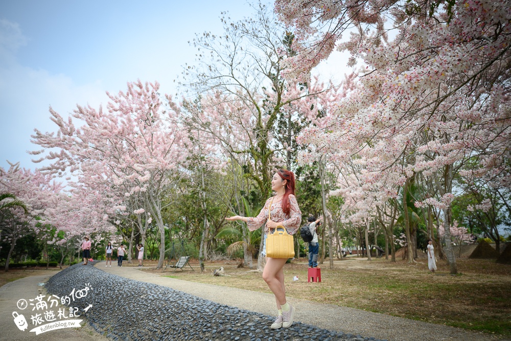 【2025嘉義竹崎公園花旗木】免門票花旗木賞花秘境,夢幻粉紅世界!