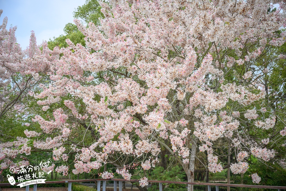 【2025嘉義竹崎公園花旗木】免門票花旗木賞花秘境,夢幻粉紅世界!