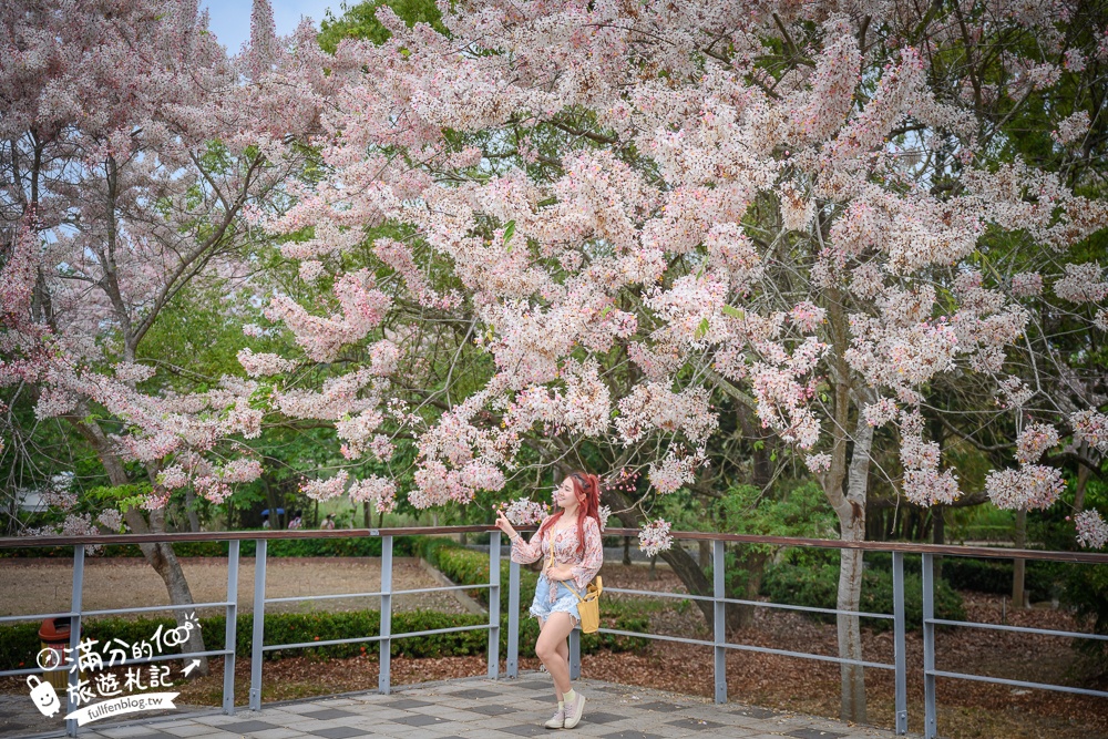 【2025嘉義竹崎公園花旗木】免門票花旗木賞花秘境,夢幻粉紅世界!