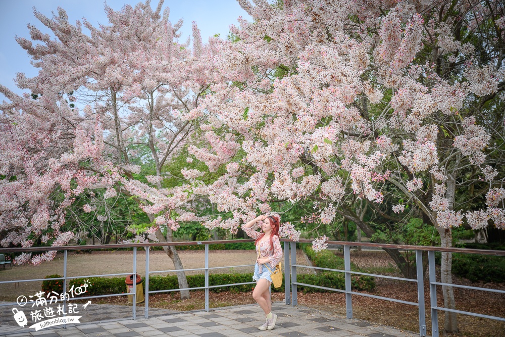 【2025嘉義竹崎公園花旗木】免門票花旗木賞花秘境,夢幻粉紅世界!