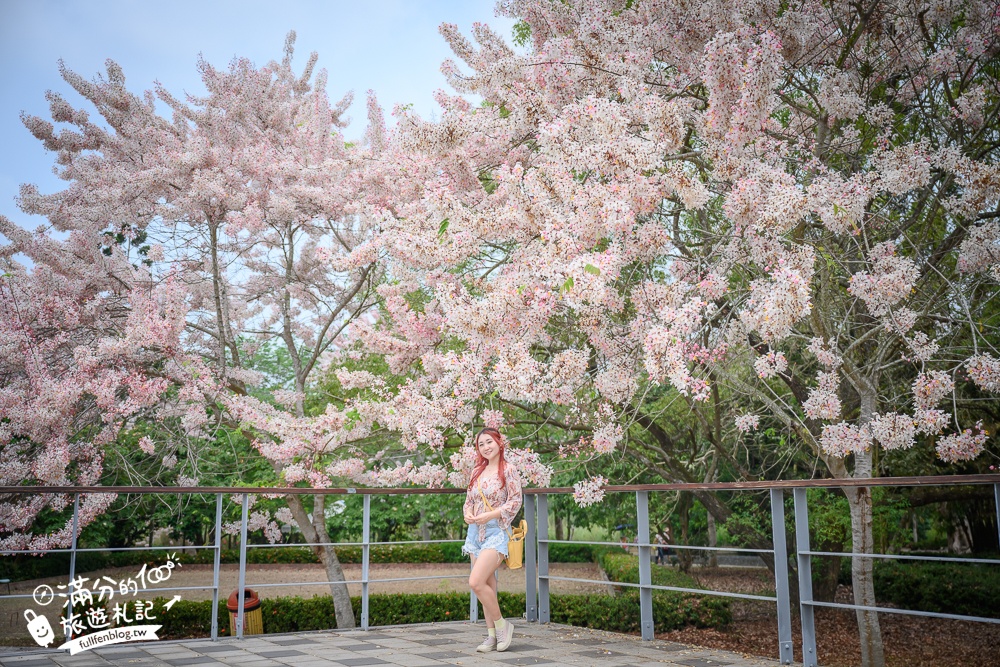 【2025嘉義竹崎公園花旗木】免門票花旗木賞花秘境,夢幻粉紅世界!