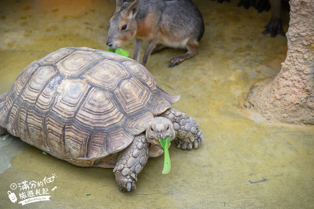 【2025蘭陽動植物王國最新場域玩樂攻略】TOP10必玩主題推薦.澳洲袋鼠.大白鵜鶘.巨嘴鳥.泰迪羊通通可以互動餵食,還能玩手作划船超特別!