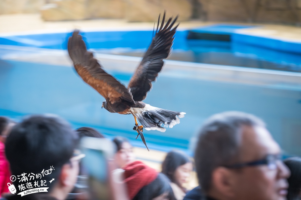 【2025Xpark都會型水生公園】TOP10個人氣拍照點.全台第一座日系都會型水族館！桃園親子景點推薦!