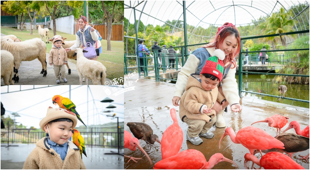 【2025南投九九峰動物樂園】亞洲規模最大鳥類主題王國玩樂攻略,最新門票優惠整理,鸚鵡.鵜鶘.孔雀.大恐龍陪你玩生態! @滿分的旅遊札記