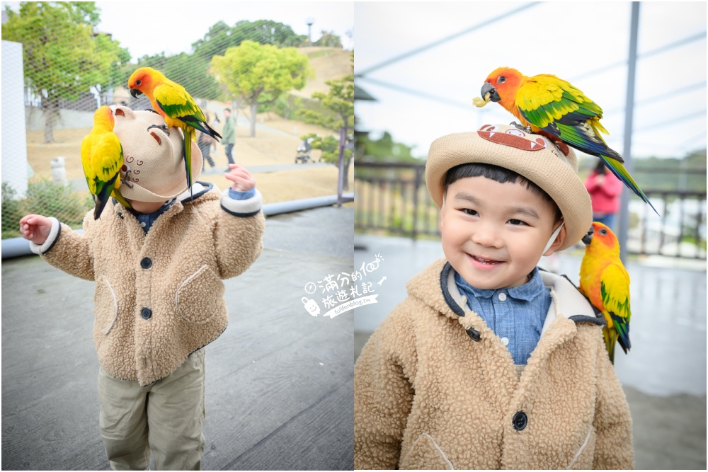 【2025南投九九峰動物樂園】亞洲規模最大鳥類主題王國玩樂攻略,最新門票優惠整理,鸚鵡.鵜鶘.孔雀.大恐龍陪你玩生態!