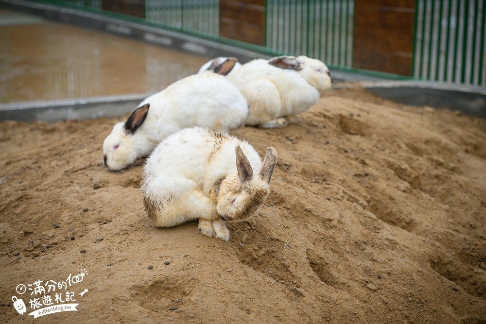 【2025南投九九峰動物樂園】亞洲規模最大鳥類主題王國玩樂攻略,最新門票優惠整理,鸚鵡.鵜鶘.孔雀.大恐龍陪你玩生態!
